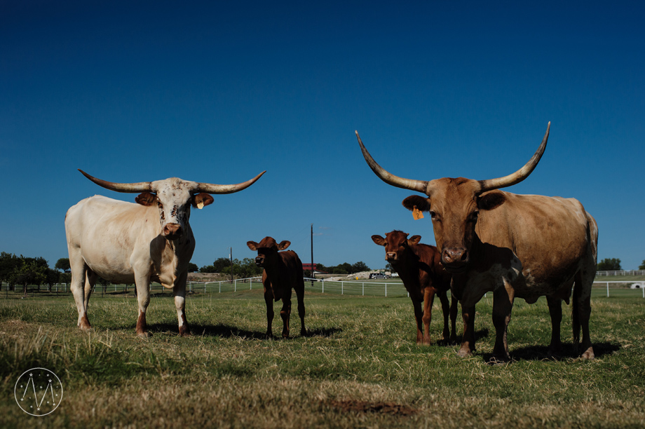 Texas Longhorn ranch family documentary in Celina TX (2)