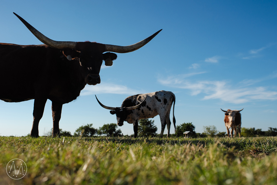 Texas Longhorn ranch family documentary in Celina TX (9)