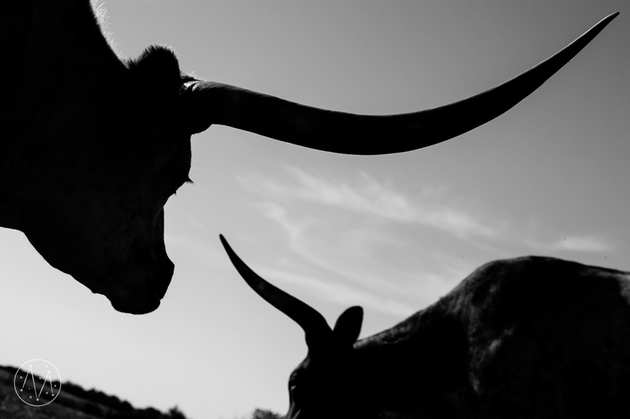 Texas Longhorn ranch family documentary in Celina TX (14)
